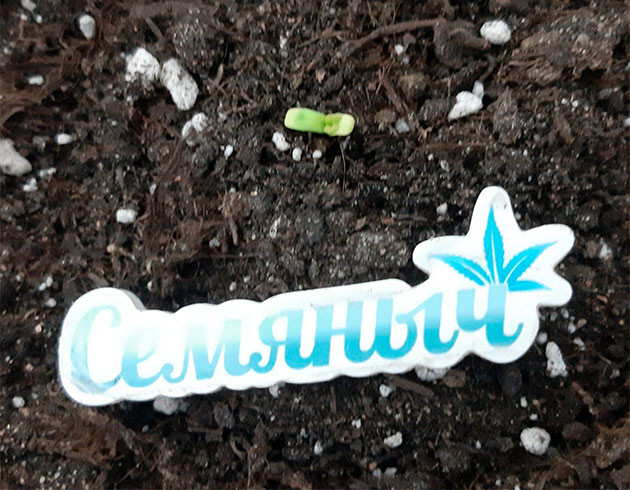 Сброс каски ростком Glue Sherbet Гроурепорт сорта Glue Sherbet