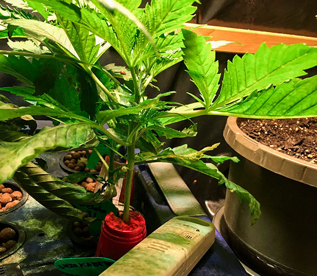 Укрепление растения Shiskaberry Shiskaberry на четвертой неделе