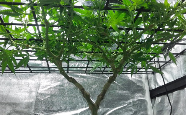 Использование метода ScrOG Сетка ScrOG