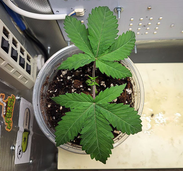 Каннабис на 3 неделе роста Конопля после топпинга