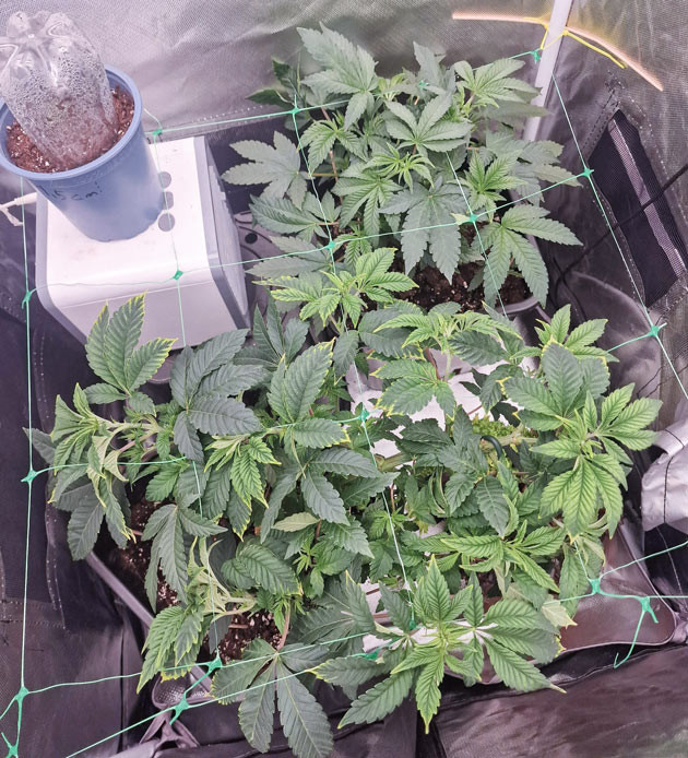 Настройка микроклимата в боксе Режим освещения 24/0