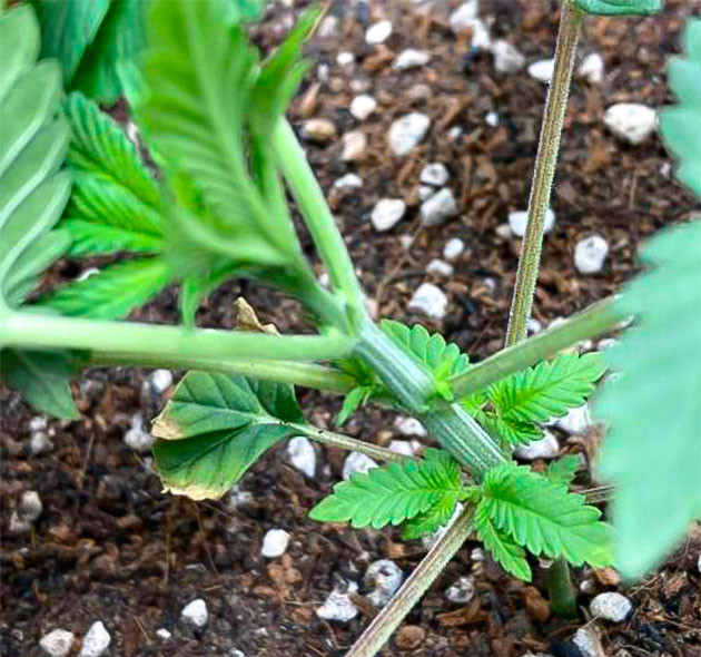 Northern Lights набирает массу и форму Каннабис ростом 22 см