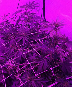 Начало стадии цветения ScrOG сетка