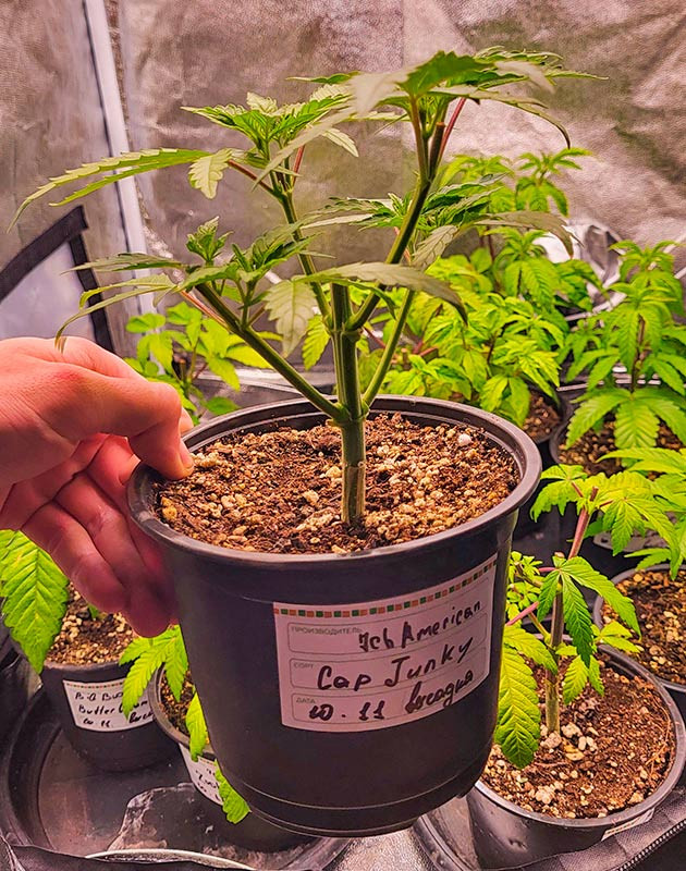 Второй этап топпинга Пересадка марихуаны в большой горшок