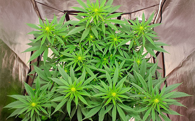 Гроурепорт сорта Sugar Bomb Punch Sugar Bomb Punch дневник по выращиванию