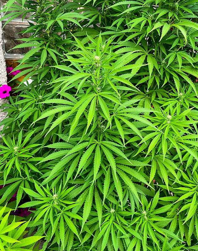 Куст марихуаны Bruce Banner #3 Цветение куста Bruce Banner #3