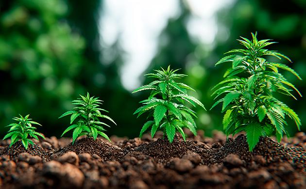 Фитогормоны ауксины определяют направление и интенсивность роста клеток Ауксины – архитекторы роста