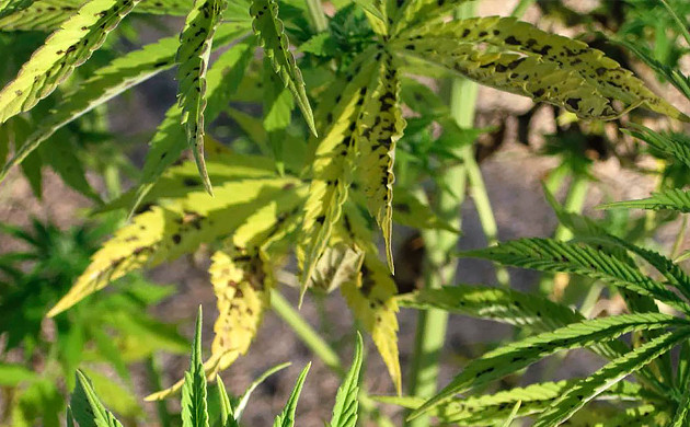 Поражение филлахорозом Черные пятна на листьях конопли