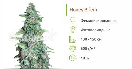 Сорт конопли Honey B Honey B fem (Barney's Farm)