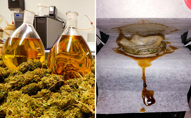 BHO против гашиша без растворителей: Путь Никки Ти