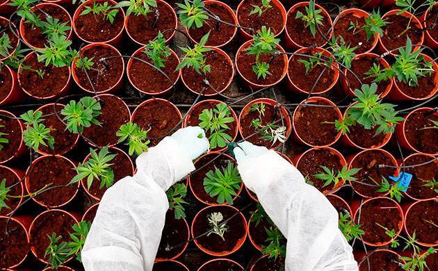 Фертигация - эффективный способ внесения удобрений Высокочастотная фертигация: преимущества и применение