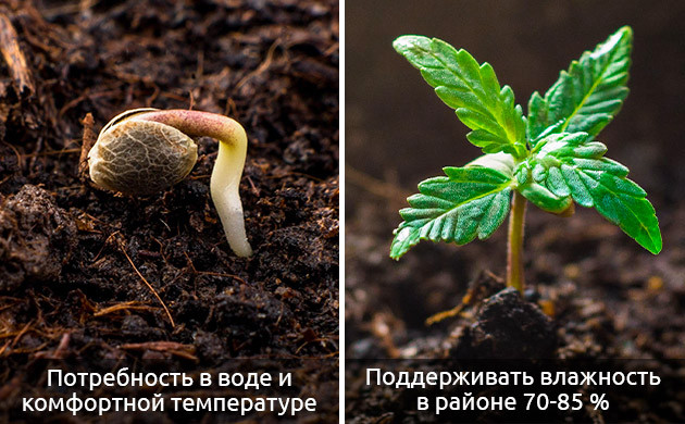 Особенности развития конопли в стадии проростка Развитие марихуаны на стадии ростка