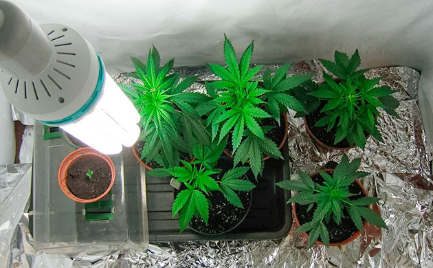 Количество света на квадратный метр посадок Достаточное освещение посадочной площади