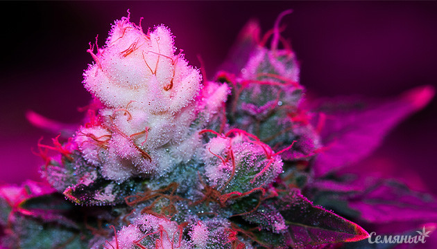 Конопля с белыми наростами на соцветиях Белые кончики соцветий конопли