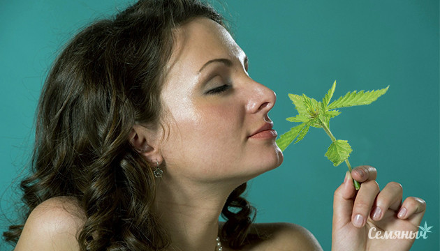 Сорта со слабым запахом Запах конопли