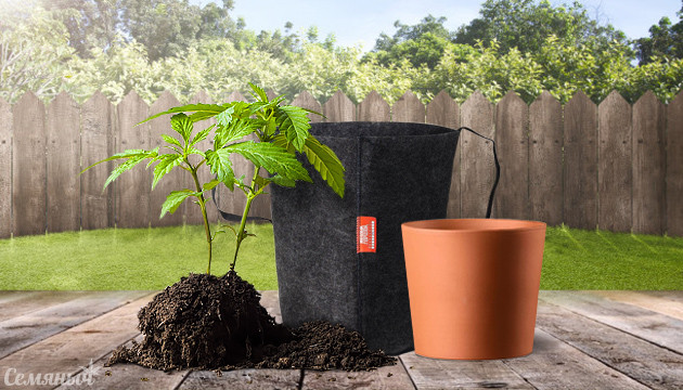 Посадка конопли в аутдоре Как сажать коноплю в атдоре