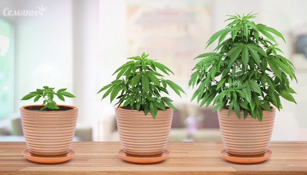 Вегетация конопли Вегетация