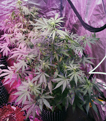 Подкормка марихуаны на 4 неделе выращивания Auto White Widow в гроубоксе