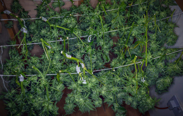 Урожай марихуаны Собранный урожай