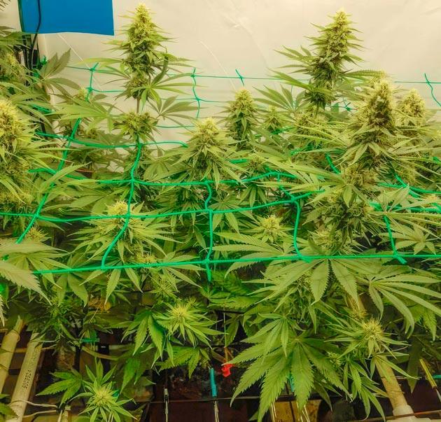 10 неделя сорта Trainwreck Fast Version от Seedkeepers