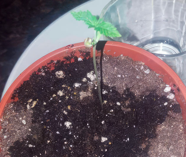 Проращивание конопли Росток сорта Godzilla Original Glue GG#4 (Godzilla Glue #4)