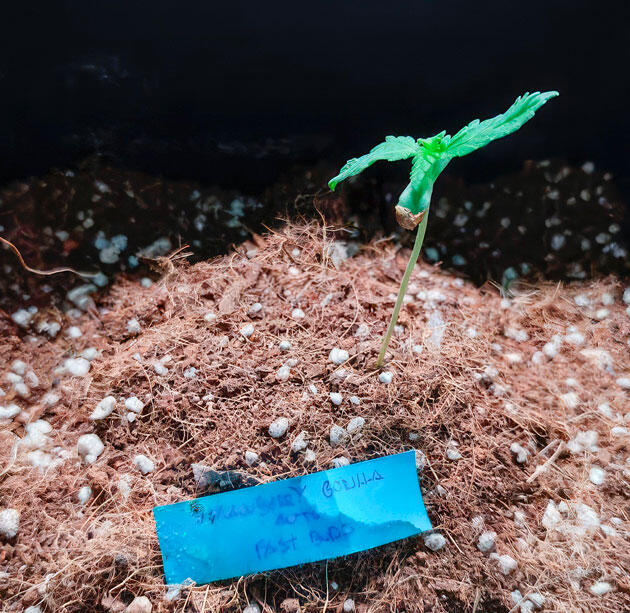 Пересадка в горшок и полив конопли Росток Strawberry Gorilla Auto на 1 неделе выращивания