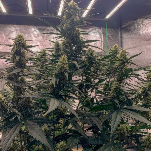 Vanilla Latte Auto на 4-й неделе цветения – безупречный рост Марихуана на 7 неделе роста