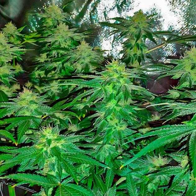 Смола на шишках марихуаны Куст Keepers OG Autoflower на 11 неделе развития