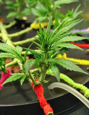 Удаление лишней листвы Соцветие на 8 неделе выращивания