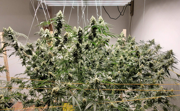 Одиннадцатая неделя выращивания Закрепление крупных шишек