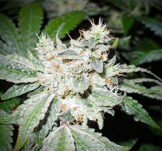 Подготовка к харвесту конопли Pineapple Chunk подготовка к харвесту Pineapple Chunk