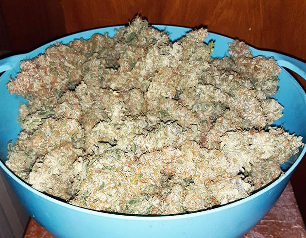 222 г сухого урожая Высушенные шишки