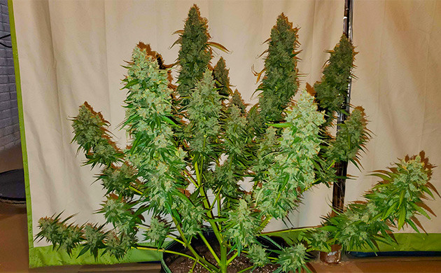 Сбор урожая Auto Lemon Kix Харвест Auto Lemon Kix