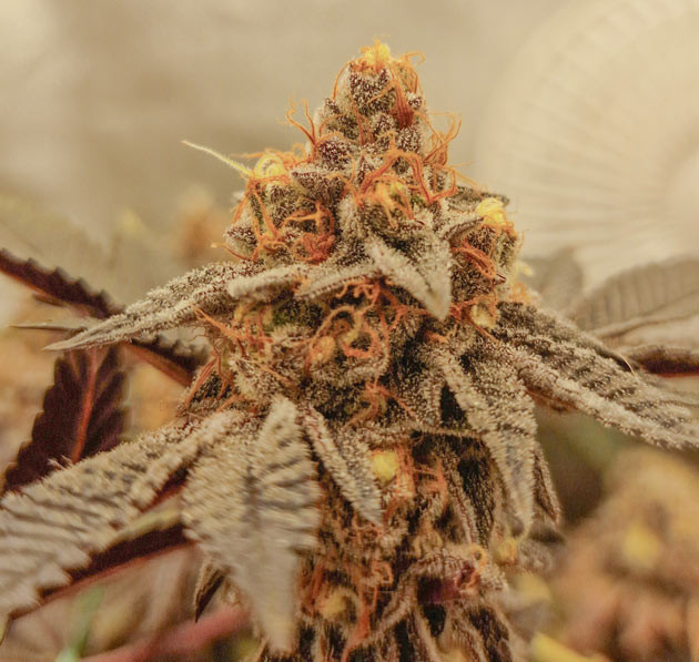 Фантастическое количество трихом у Poddy Mouth Две недели до харвеста Poddy Mouth