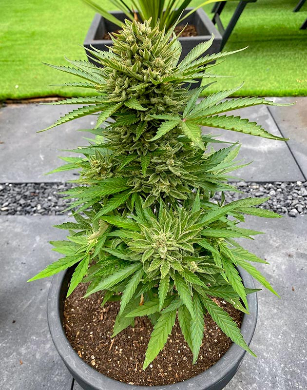 Подготовка к харвесту Кусты Guava Auto на последней неделе выращивания