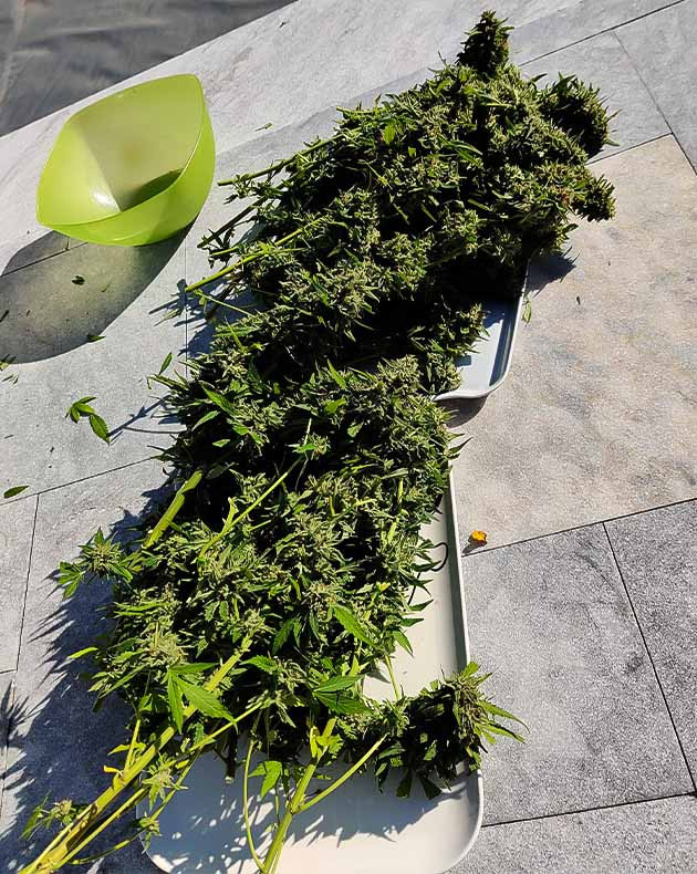 Сбор урожая с кустов Wedding Gelato Сбор урожая Wedding Gelato