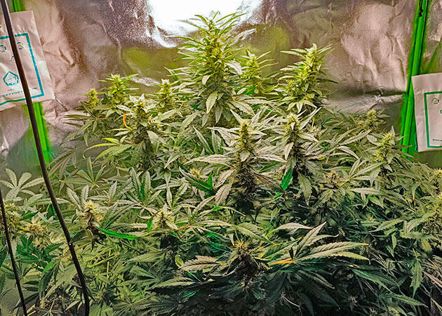 Конопля на 13 неделе роста Соцветия каннабиса с признаками гнили и плесени