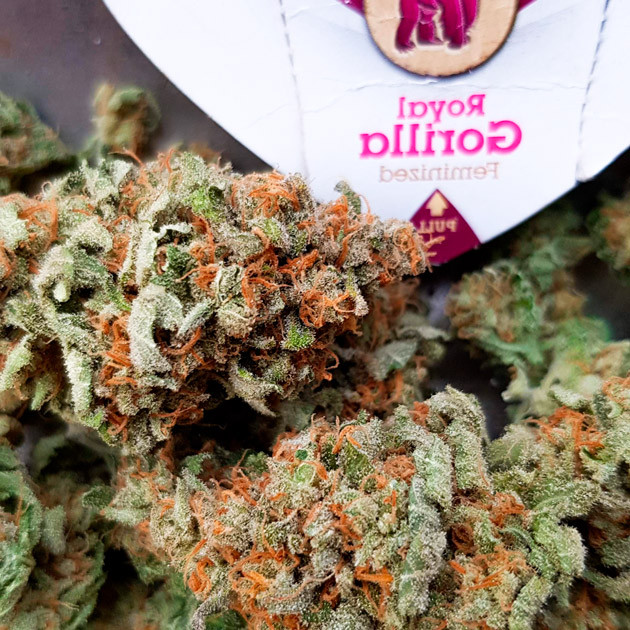 Собранный урожай Готовые шишки