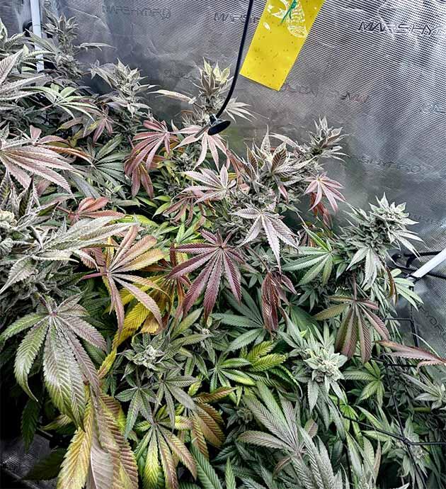 Автополив марихуаны на финальной неделе Кусты RS11 x Banana OG от Barney's Farm на последней неделе