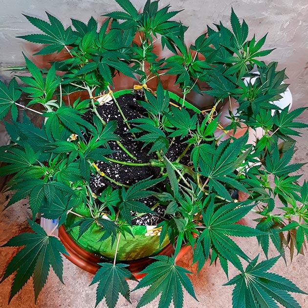 Признаки нехватки фосфора Куст Т-34 от сидбанка Семяныч на 10 неделе