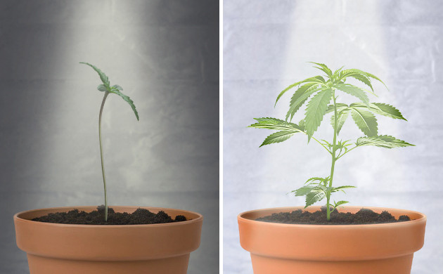 Установка правильного освещения Тонкий стебель от тусклого света