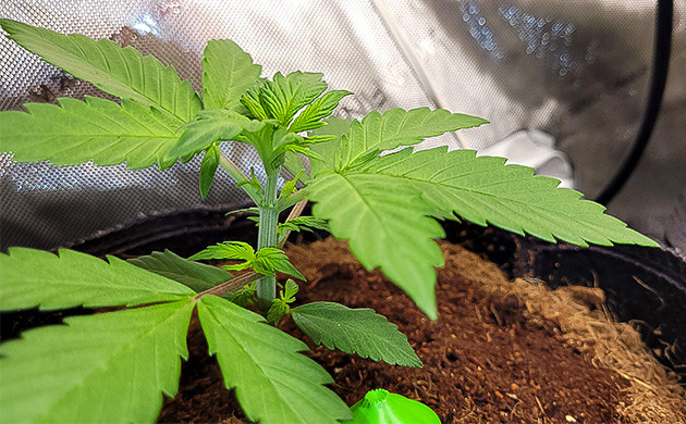 Дефицит удобрений сорта Purple Lemonade Auto Начало вегетации куста Purple Lemonade Auto