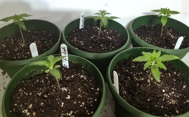 2 неделя выращивания Amherst Sour Diesel Начало выращивания