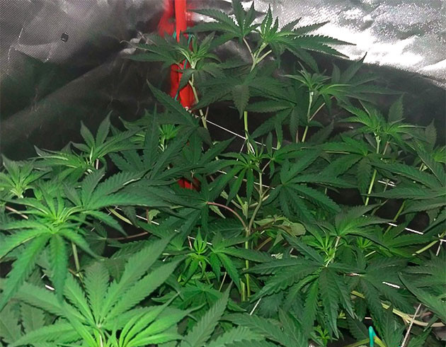 выращивание сорта конопли Wedding Gelato Стимуляция роста куста Wedding Gelato