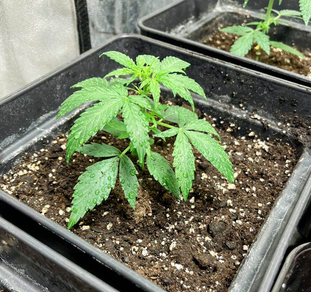 Рост конопли Ростишки Titan F1 Auto от RQS ростом 8 см