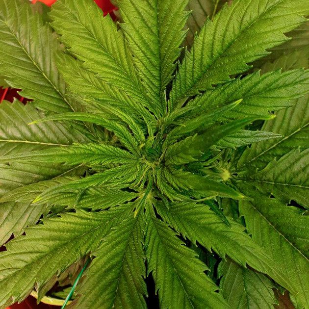 Восстановившийся после стресса куст Признаки предцвета