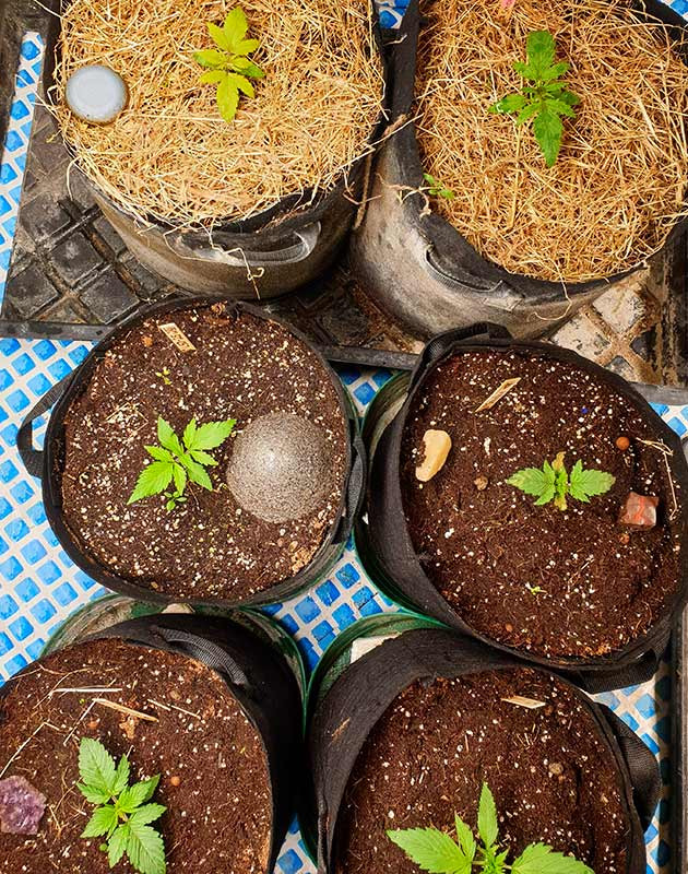 Разница в развитие ростков на 3 неделе Ростки развивающиеся по разному