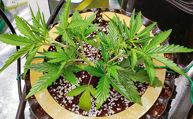 Топпинг и LST на 4 неделе роста Установка системы автополива