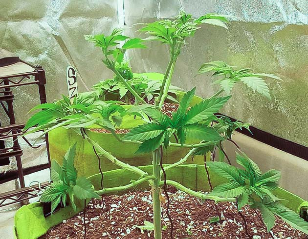 Растение Pineapple Chunk Куст Pineapple Chunk на цветении