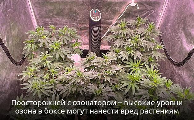 Работа и безопасность ионизаторов и озонаторов в закрытом гроубоксе Ионизаторы и озонаторы в гроубоксе: польза и риски